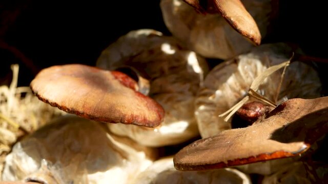Lingzhi mushroom or Reishi mushroom in farm. Agricultural business for food or medical.