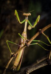 This macro image features a the front view portrait of a male Carolina mantis (Stagmomantis carolina) praying mantis insect ready to attack!