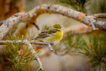 USA, Colorado, Ft. Collins. Male pine warbler in tree.