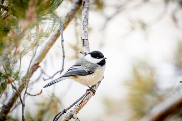 USA, Colorado, Ft. Collins. Black-capped chickadee.