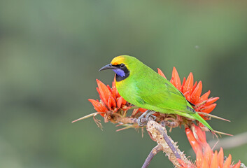 golden-fronted leafbird portrait with blur background.