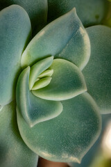 USA, Colorado, Ft. Collins. Echeveria succulent.