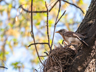 Thrush fieldfare, Turdus pilaris, in a nest with chicks
