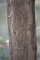 Tree Bark