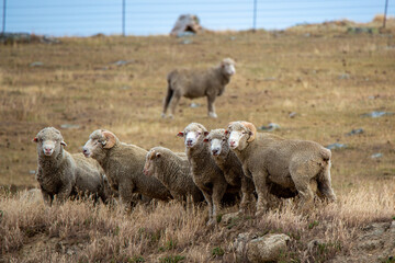 A flock of merino sheep and rams with curly horns grazing in a dry summer field on a hillside farm in Central Otago