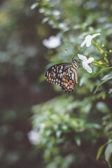 butterfly on leaf