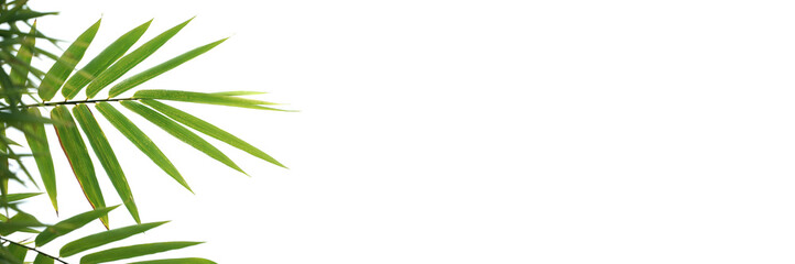 Bamboo leaf in beside of the frame with copy space on white background.