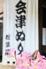 Butterfly at Ouchi-juku, Fukushima, Japan