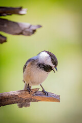 Obraz premium USA, Colorado. Black-capped chickadee close-up.