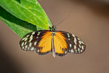 Fototapeta premium USA, Colorado, Fort Collins. Orange lacewing butterfly close-up.