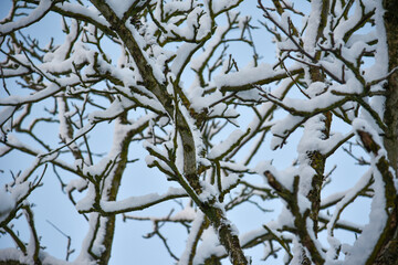 Fototapeta na wymiar Winter in the garden, fresh snow on a tree branches.