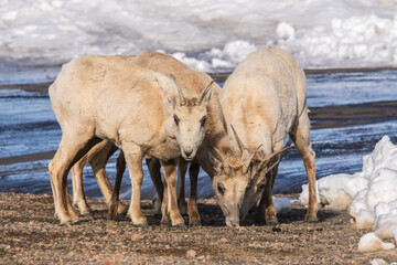 USA, Colorado, Mt. Evans. Rocky Mountain bighorn sheep ewes eating dirt for minerals.