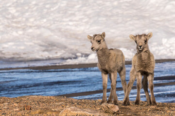 USA, Colorado, Mt. Evans. Two Rocky Mountain bighorn sheep lambs.