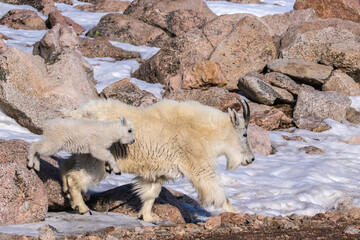 USA, Colorado, Mt. Evans. Mountain goat nanny and jumping kid.