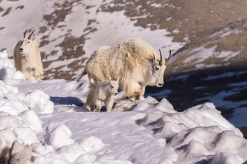 USA, Colorado, Mt. Evans. Mountain goat nannies and kid.