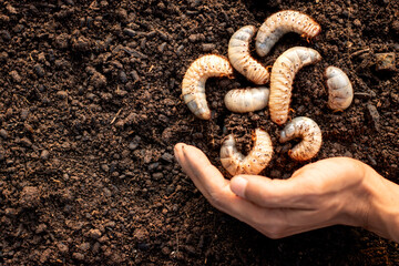 Beetles are abundant on fertile soil and are surrounded by agricultural man's hands.