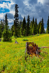 USA, Colorado, Shrine Pass, Vail. Flowery landscape in summer.