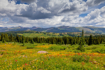 USA, Colorado, Shrine Pass, Vail. Flowery landscape in summer.