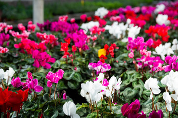 Fototapeta premium Closeup of blossoming cyclamen plants cultivated in hothouse