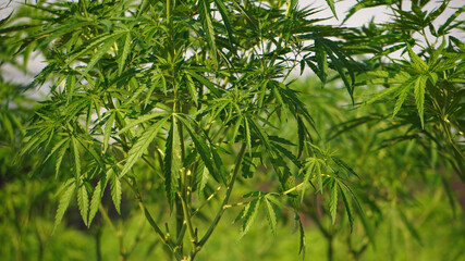 Marijuana weed new medical purpose legalize economic crops agricultural farm