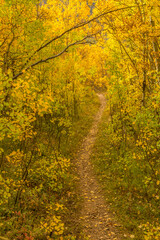 Naklejka premium USA, Colorado, San Juan Mountains. Forest trail in autumn.