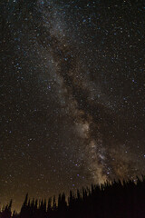 USA, Colorado, San Juan Mountains. Milky Way and forest silhouette.