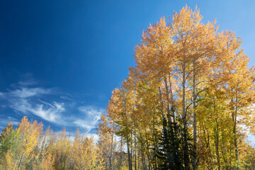 USA, Colorado, Frisco. Fall color set against blue sky in the Colorado high country.