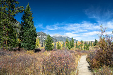 USA, Colorado, Frisco. Fall color evergreens, set against blue sky in the Colorado high country.