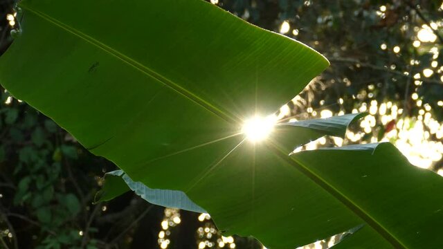 Calming view of sun shining through a beautiful green leaf flickering in the breeze