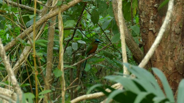 Painted bunting bird hiding in natural jungle. Birdwatching