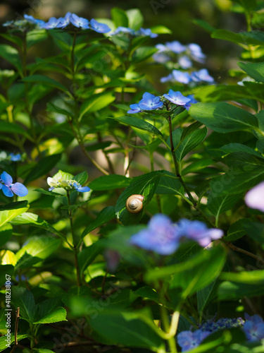 梅雨時の紫陽花とカタツムリの風景 Wall Mural Wallpaper Murals しょこまろん