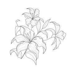 Botanical flower - lily. Botanical composition. Black-white lily flower on a white background. Vector illustration.