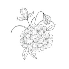 Botanical flower. Botanical composition. Black-white flower on a white background. Vector illustration.