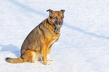 The dog is sitting in the snow waiting for its owner