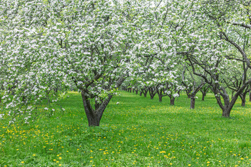 spring orchard. rows of apple trees during blooming