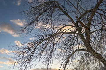 Winter view of the branches of an old maple tree against a blue sky with white clouds