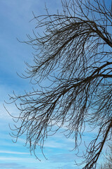 Winter view of the branches of an old maple tree against a blue sky with white clouds