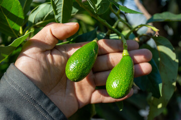 A small avocado is growing in size.