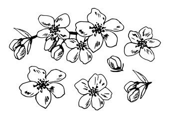 Vector drawing with black outline. Set of elements of blossoming cherry tree, sakura. Flowers, branch, bud for spring design. Flowering time. For decor, postcards, invitations, cosmetics, beauty.