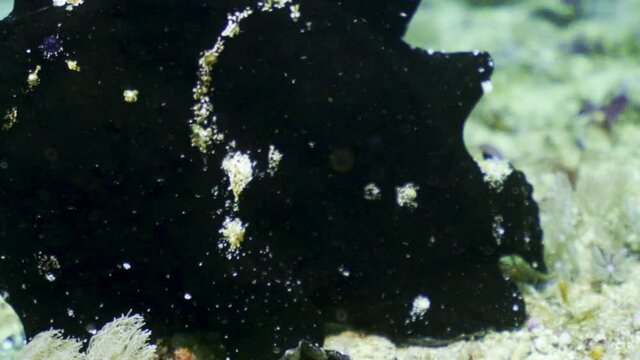 A striking rotund black fish with dorsal spikes and purple eyes on sandy sea bottom in the sunshine - Kuta, Indonesia