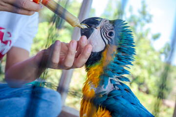 A young macaw is feeding a syringe. Blue-yellow macaw hand-fed food Hungry macaws © CoreRock
