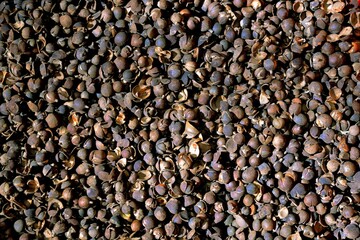 Camellia Oil Seeds, Healthy Natural Oil