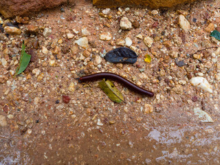 The big millipede in the natural forest.