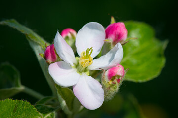 A bud of apple flower