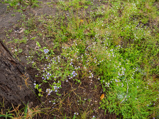 The beautiful purple wildflower, Thailand.