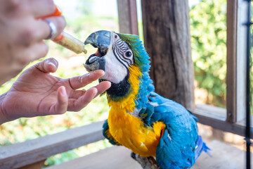 A young macaw is feeding a syringe. Blue-yellow macaw hand-fed food Hungry macaws © CoreRock