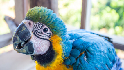 The young macaw was loving and tamed with my touched hand.