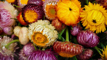photo of artistic dahlia flowers in the garden