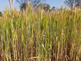 Panoramic view of golden wheat field in clear sunny day. Meadow and blue sky.
wheat field under blue sky in India . Beautiful view of golden agricultural field. 
