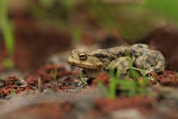 Common toad sitting on the ground, European toad in the natural environment. Bufo bufo 